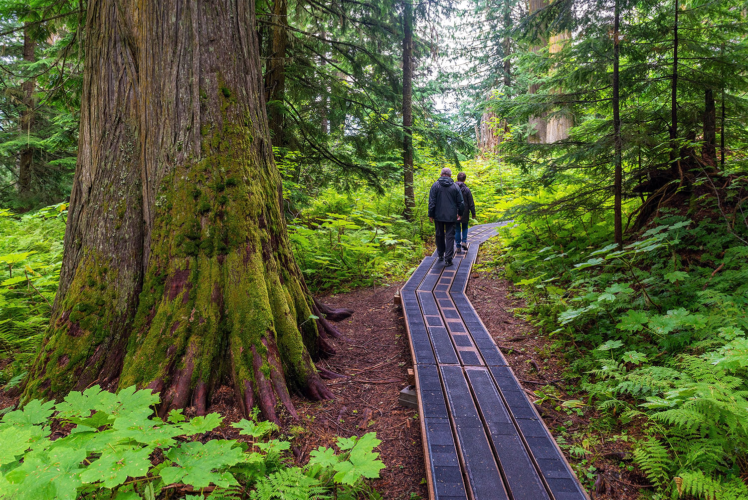 NIR-PGAIR/nir_ancient_forest_walk_web.jpg