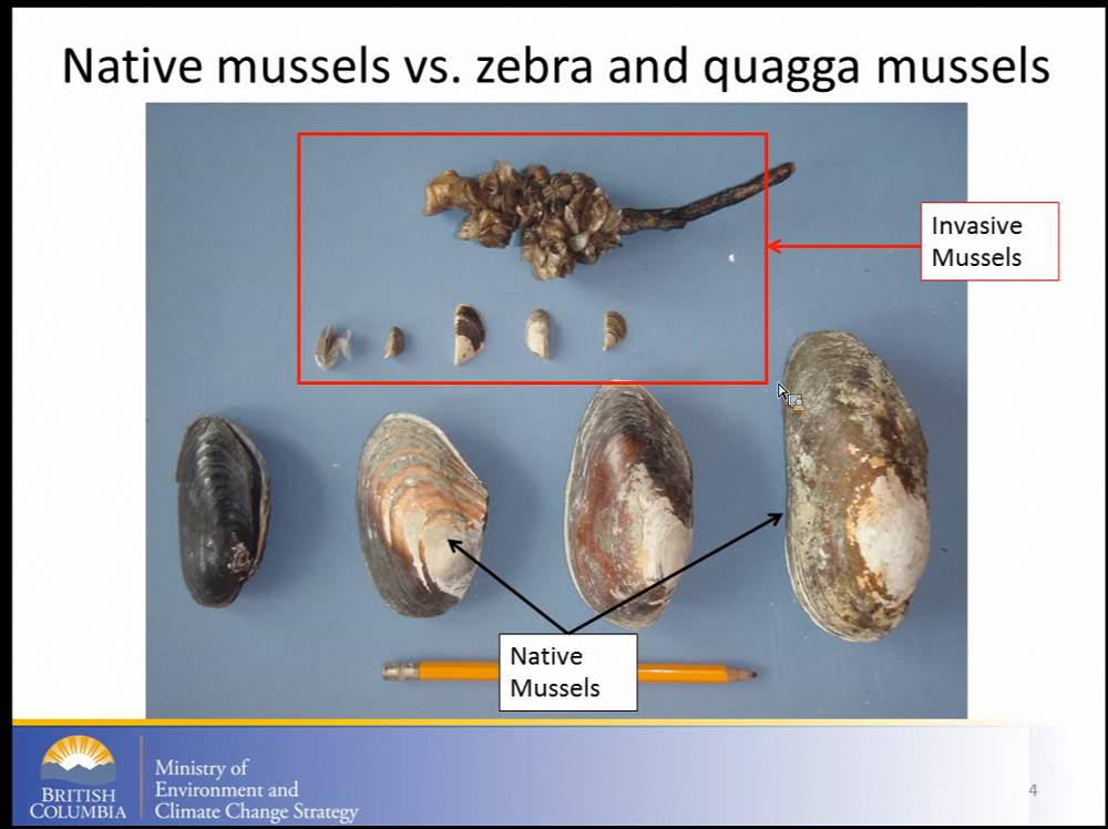 Early Detectors: A Summer of Mussel Monitoring - Invasive Species Council  of British Columbia