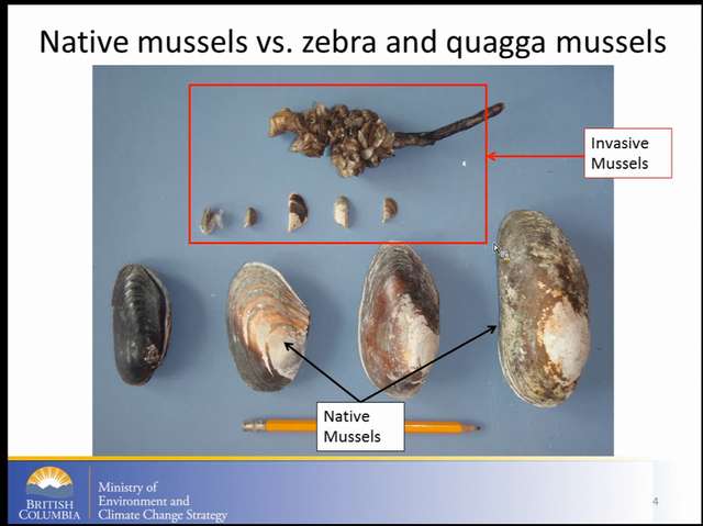 Native and non-native mussels